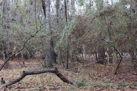 LOT 6 Magnolia Court