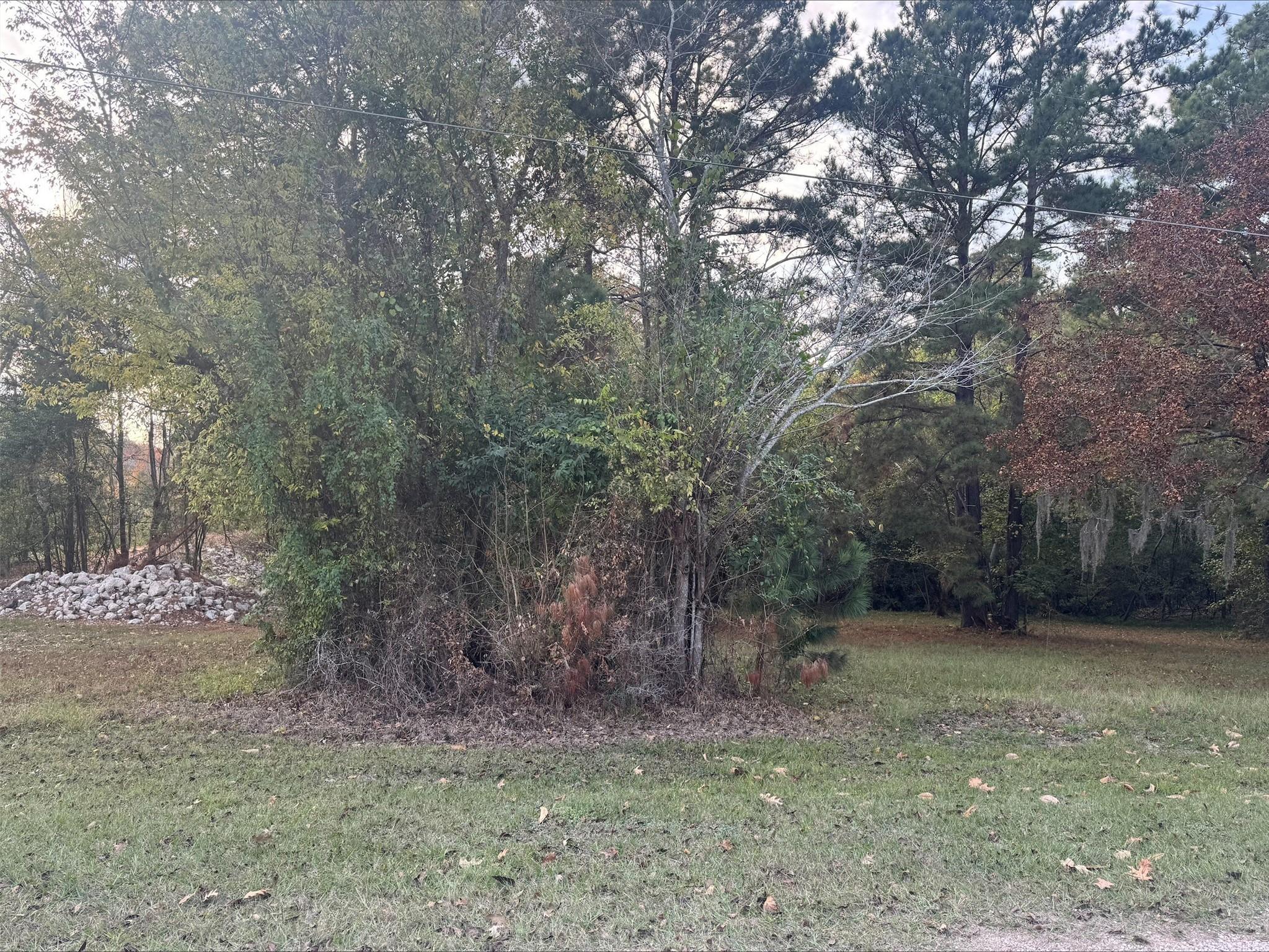 Image 2: This lot is partially cleared with some clusters o