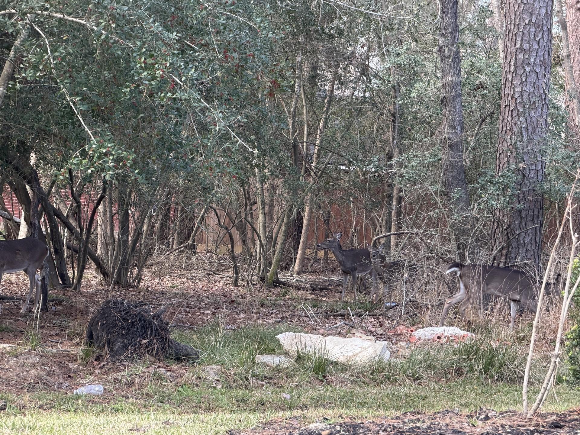 Image 3: Nature at its best. Love the deer just walking thr