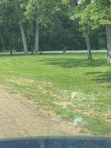 TBD Mistletoe Circle