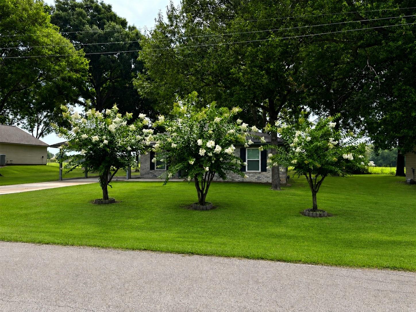 Image 3: This property boasts stunning mature crepe myrtles