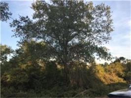 86 Green Ash Lot 23
