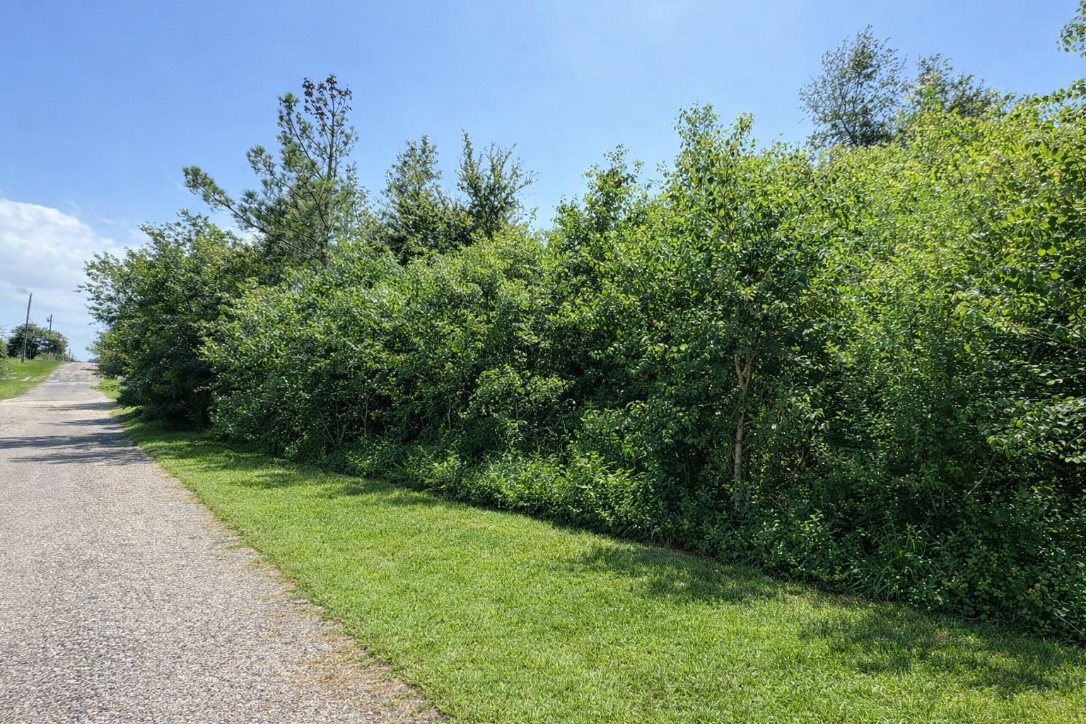 Image 3: Wooded Lot 42 located on Linger Lane in Yaupon Cov