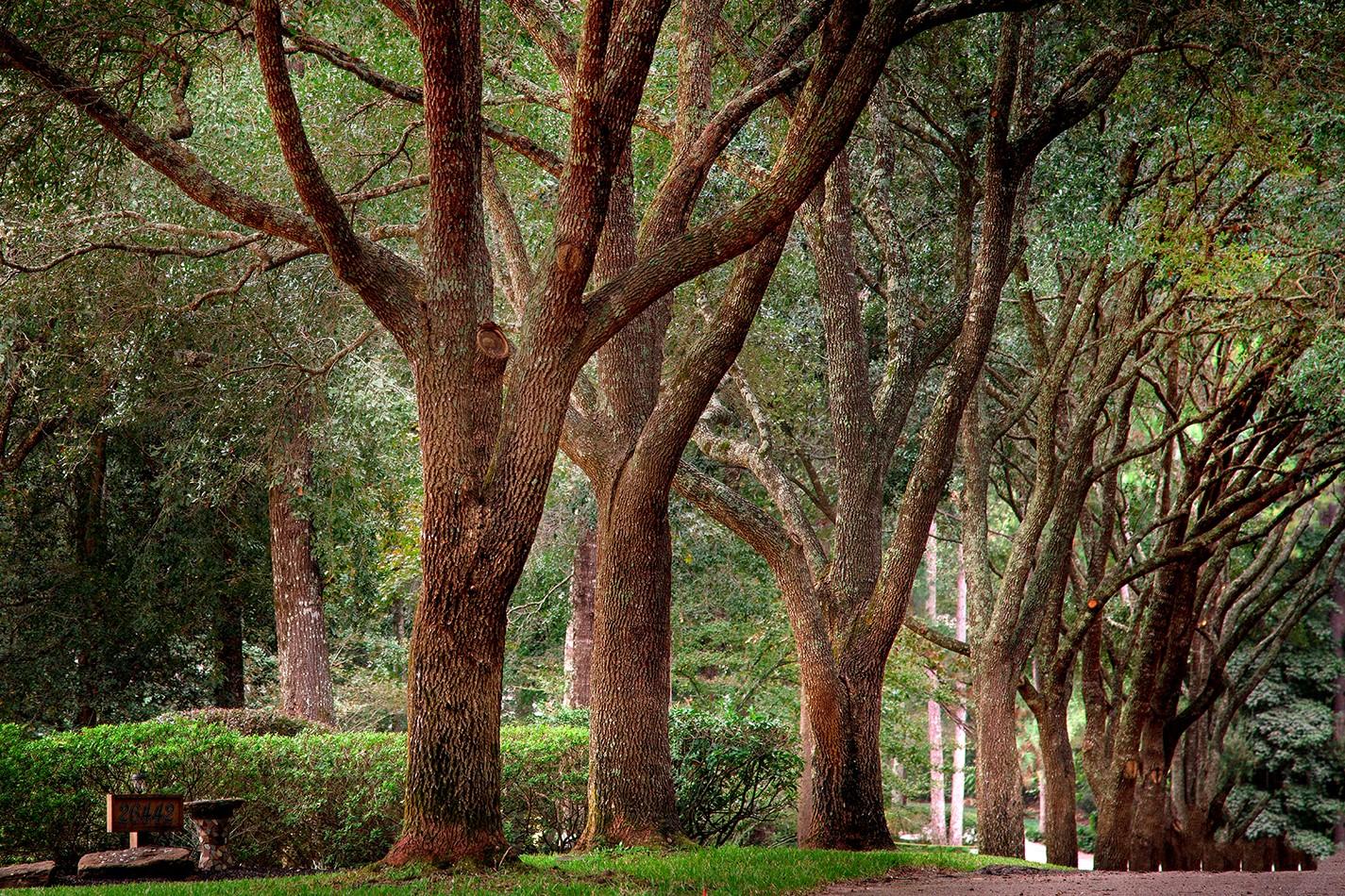 Image 4: Hundred year old oaks are majestic and glorious.