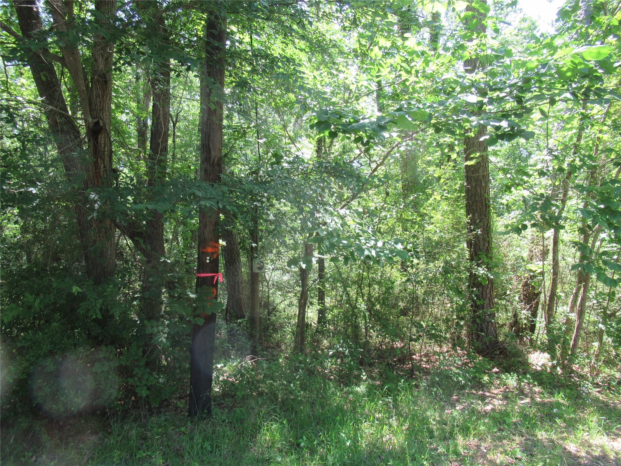 Image 2: These lots are not as heavily wooded as most.  Som