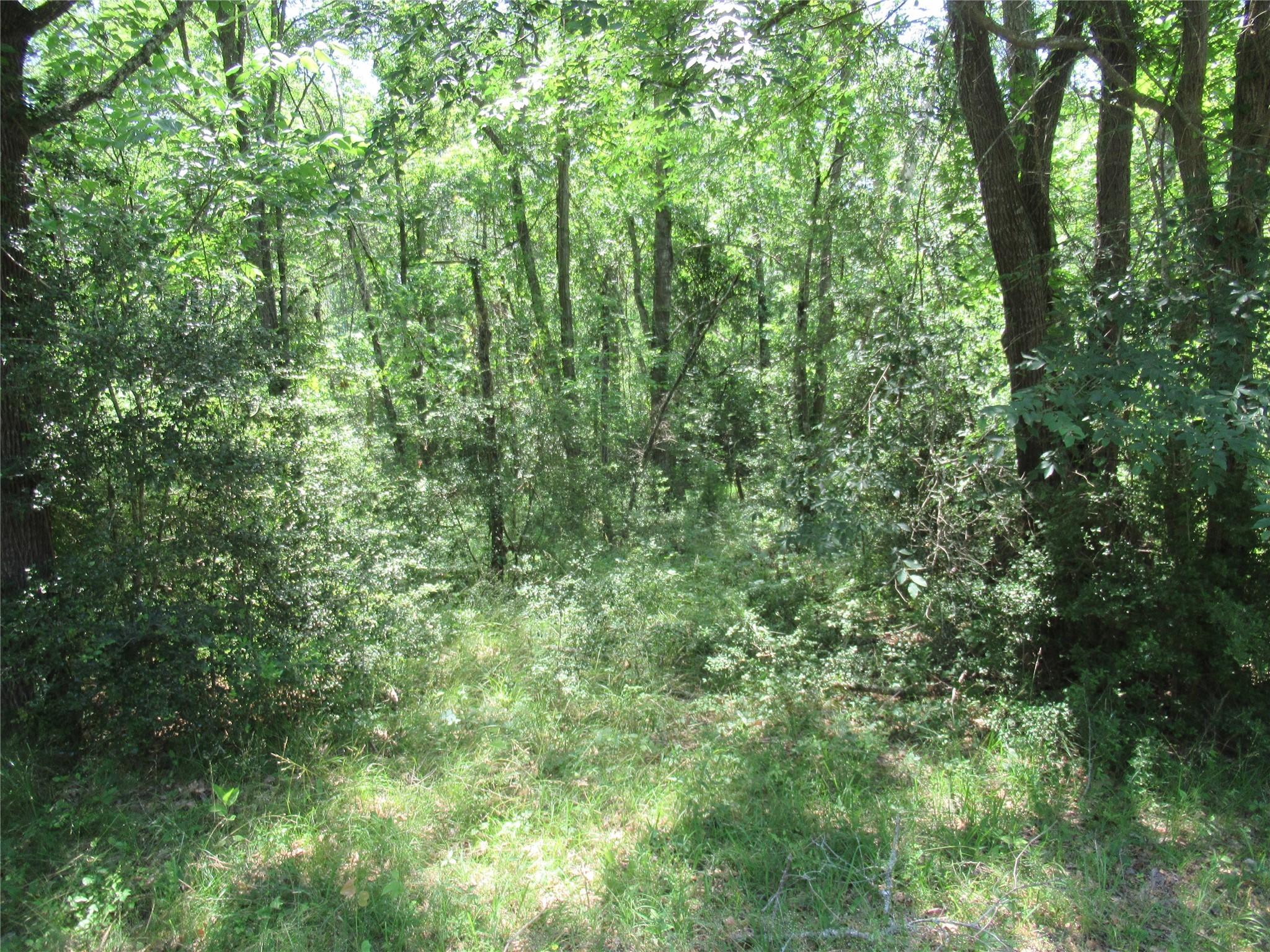 Image 3: Another pic of how the lots are not as heavily woo