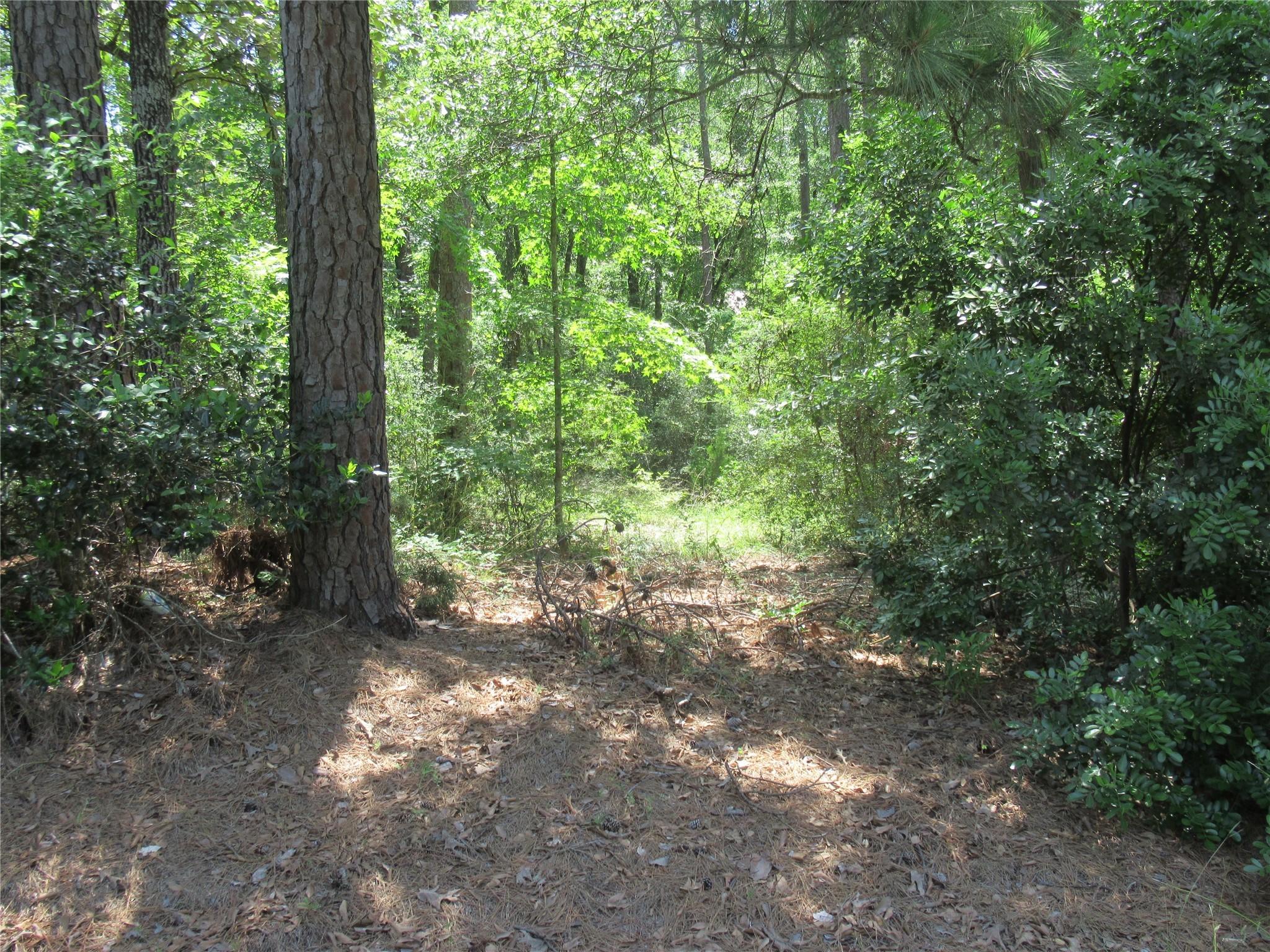 Image 2: These lots have been cleared/semi cleared in the p