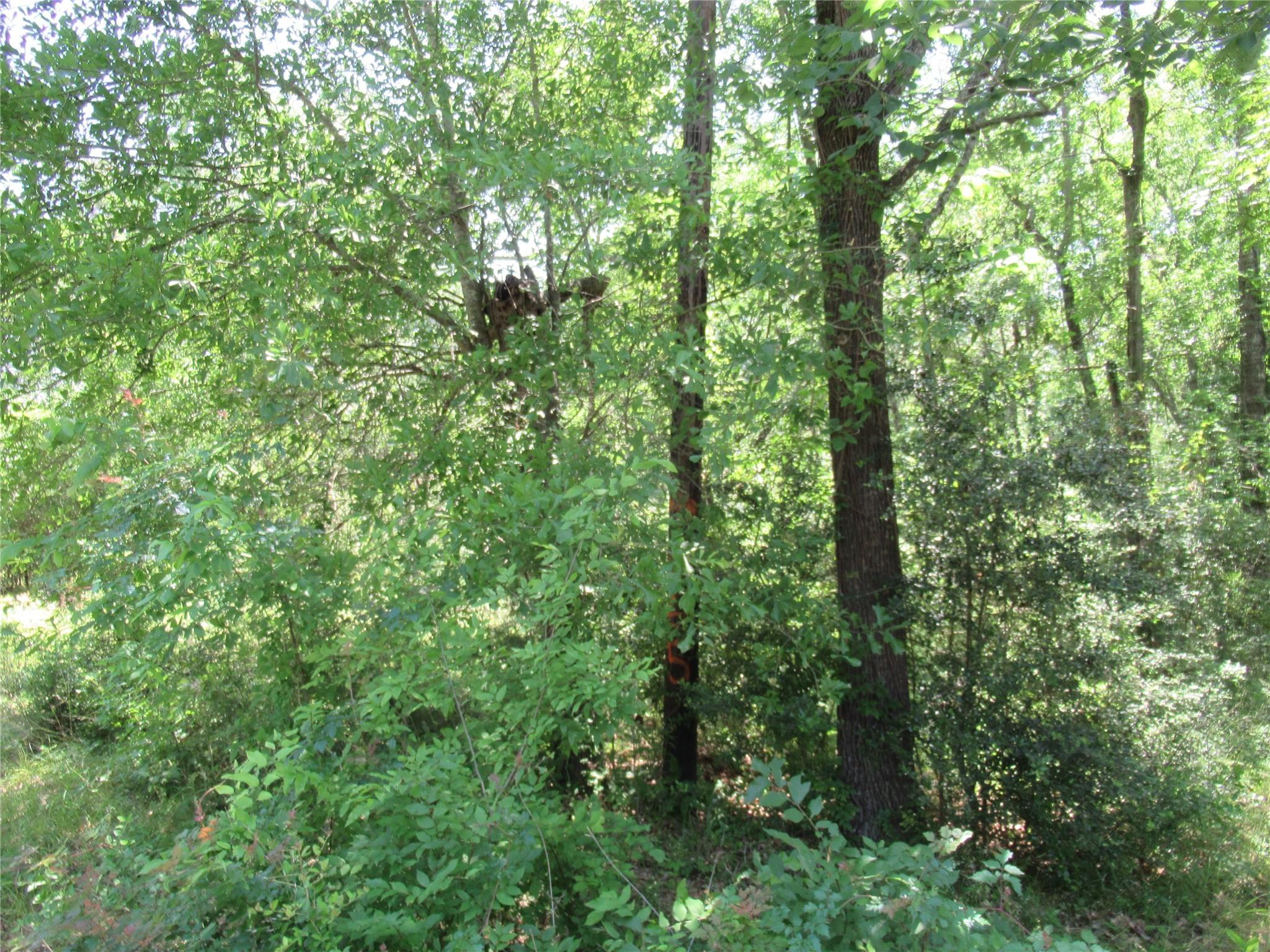 Image 3: Pic of lots. Mix of hard and soft wood trees.