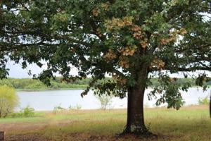 TBD W Mason Loop