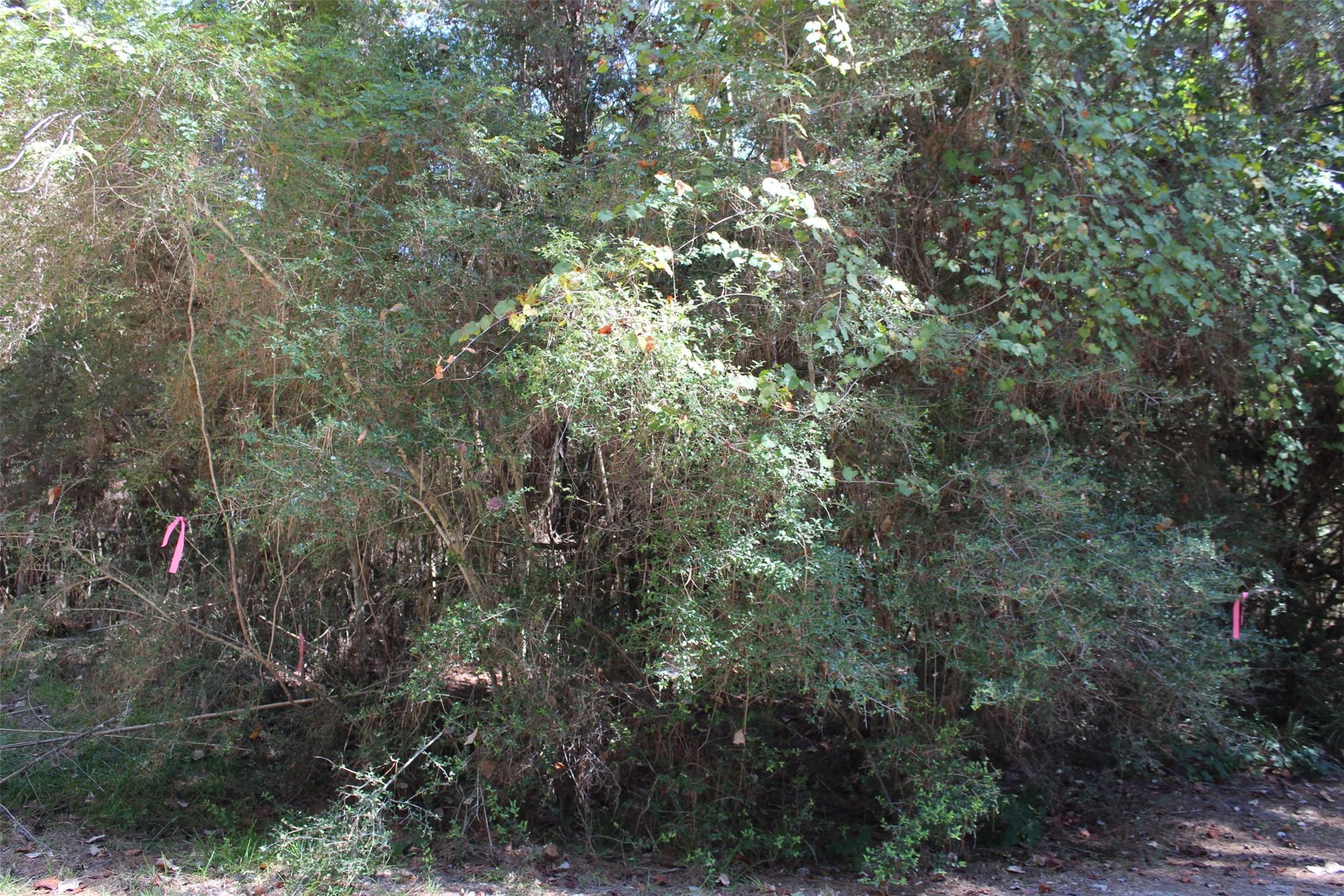 Image 2: Lot