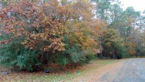 16 Briar Forest