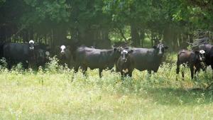 FM 1892 HWY 175 E
