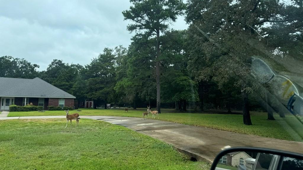 Image 2: Wildlife at Neighboring Address