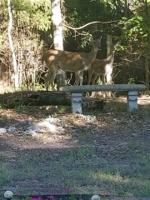 619 DEER PATH