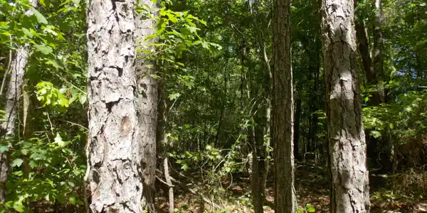 12 Doe Run
