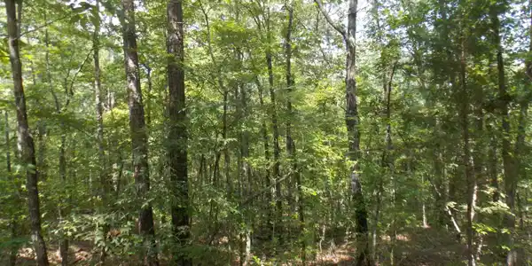 11 Doe Run