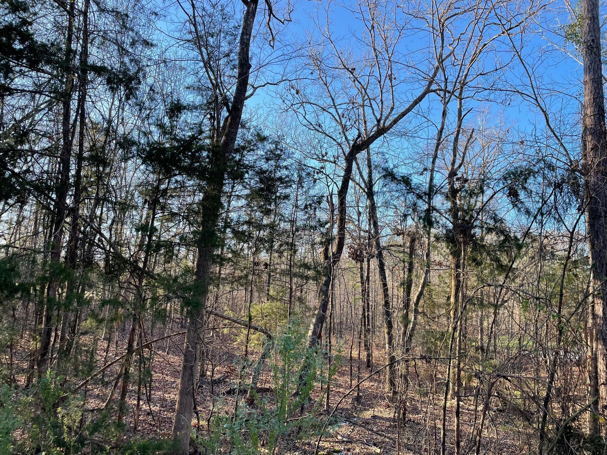Image 4: Plantation - 3