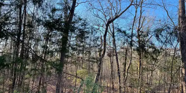 Image 4: Plantation - 3