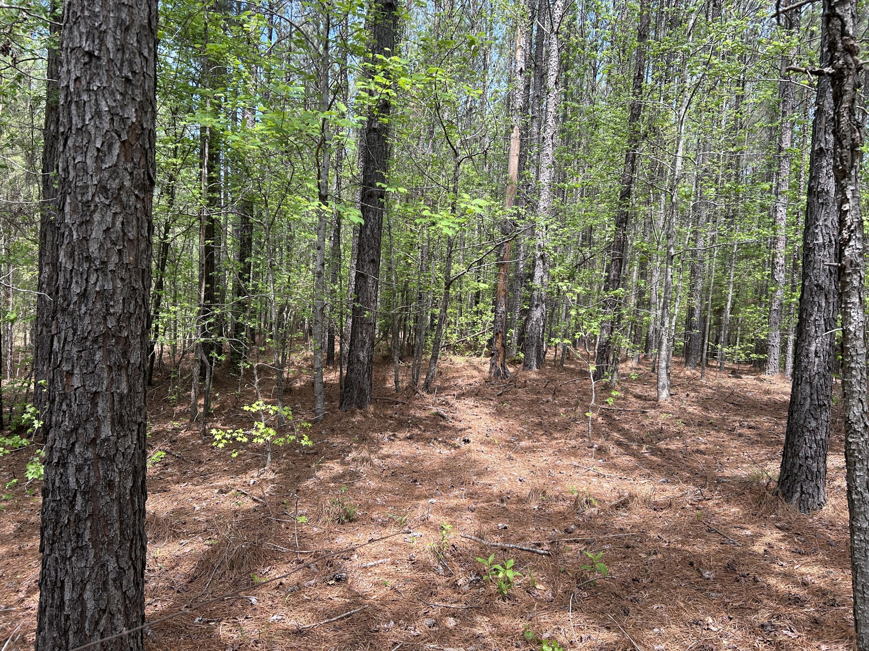 Image 3: IMG_0433