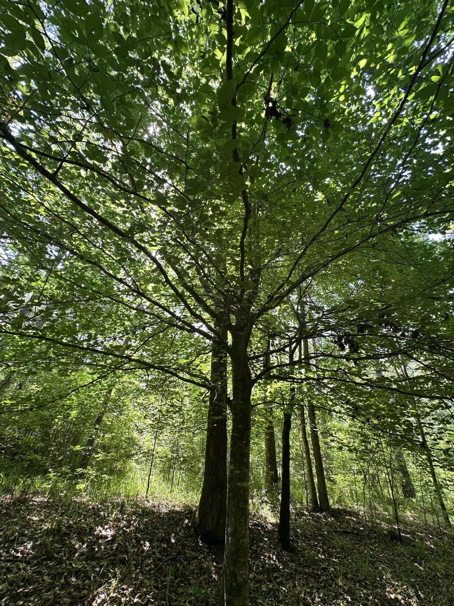 Image 3: IMG_0434