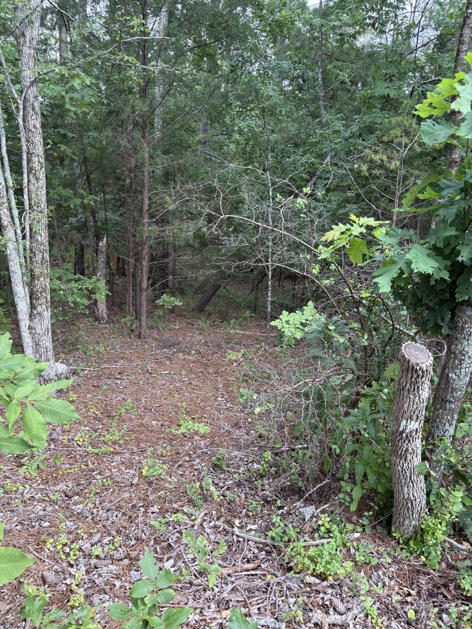 Image 1: Image 1
