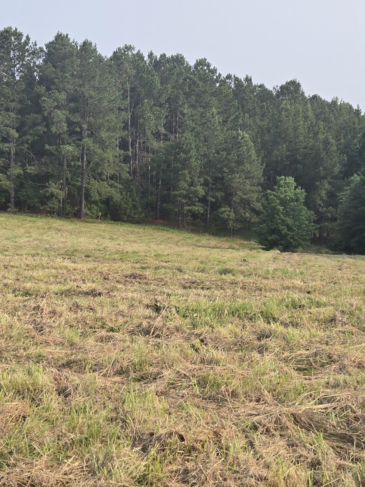 Image 3: 20250531_091721_resized