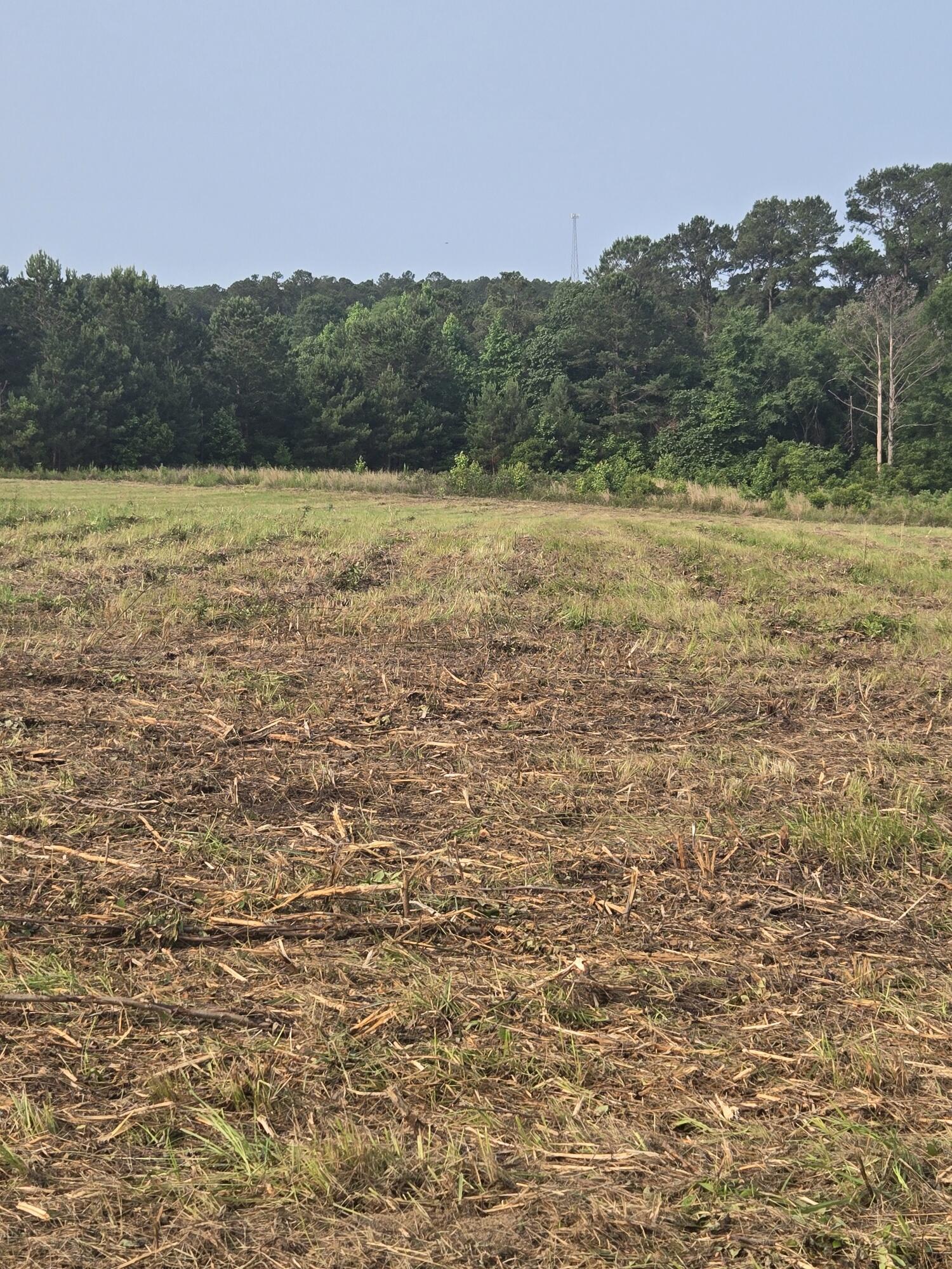 Image 4: 20250531_091731_resized