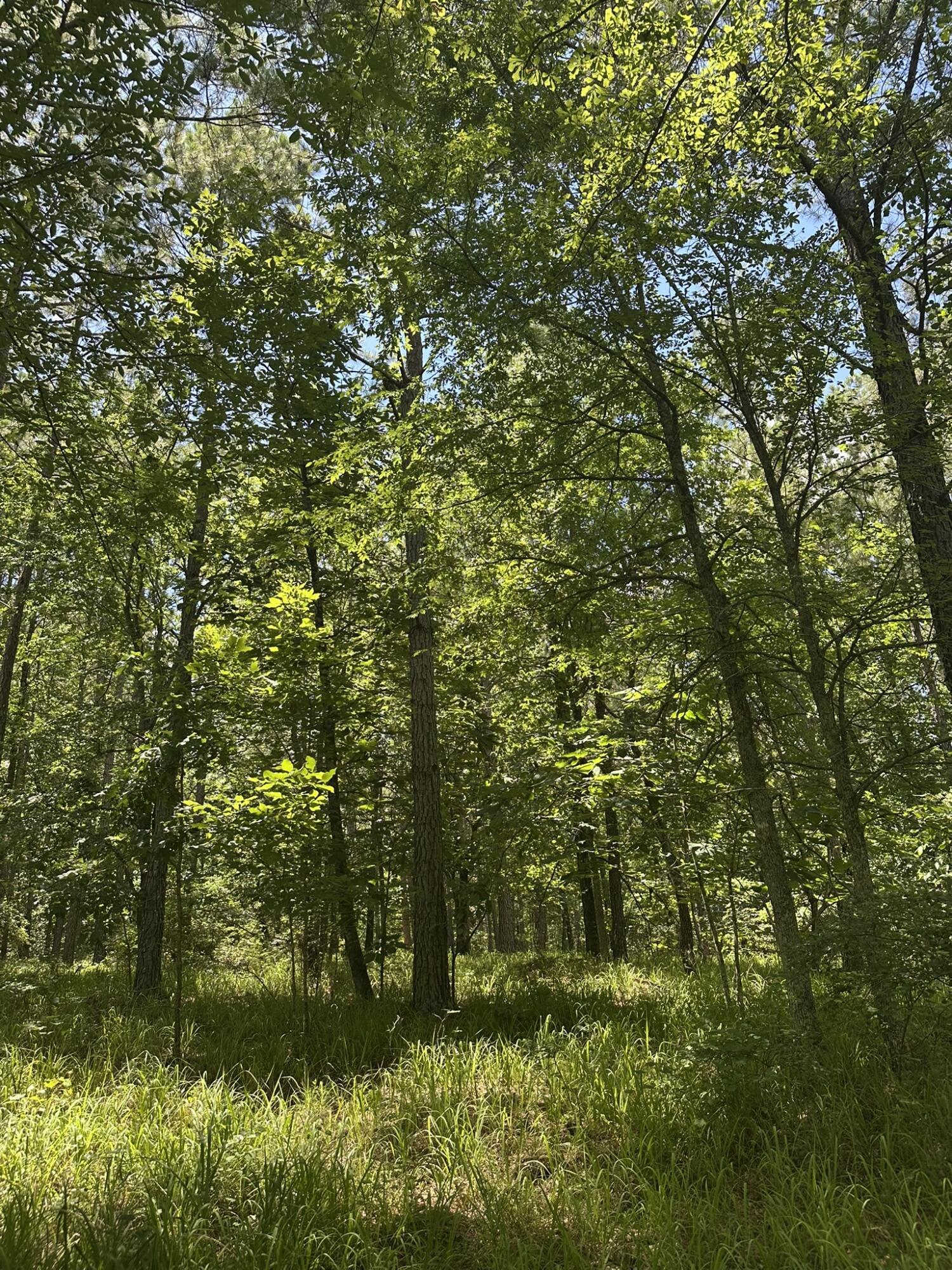 Image 3: IMG_0415