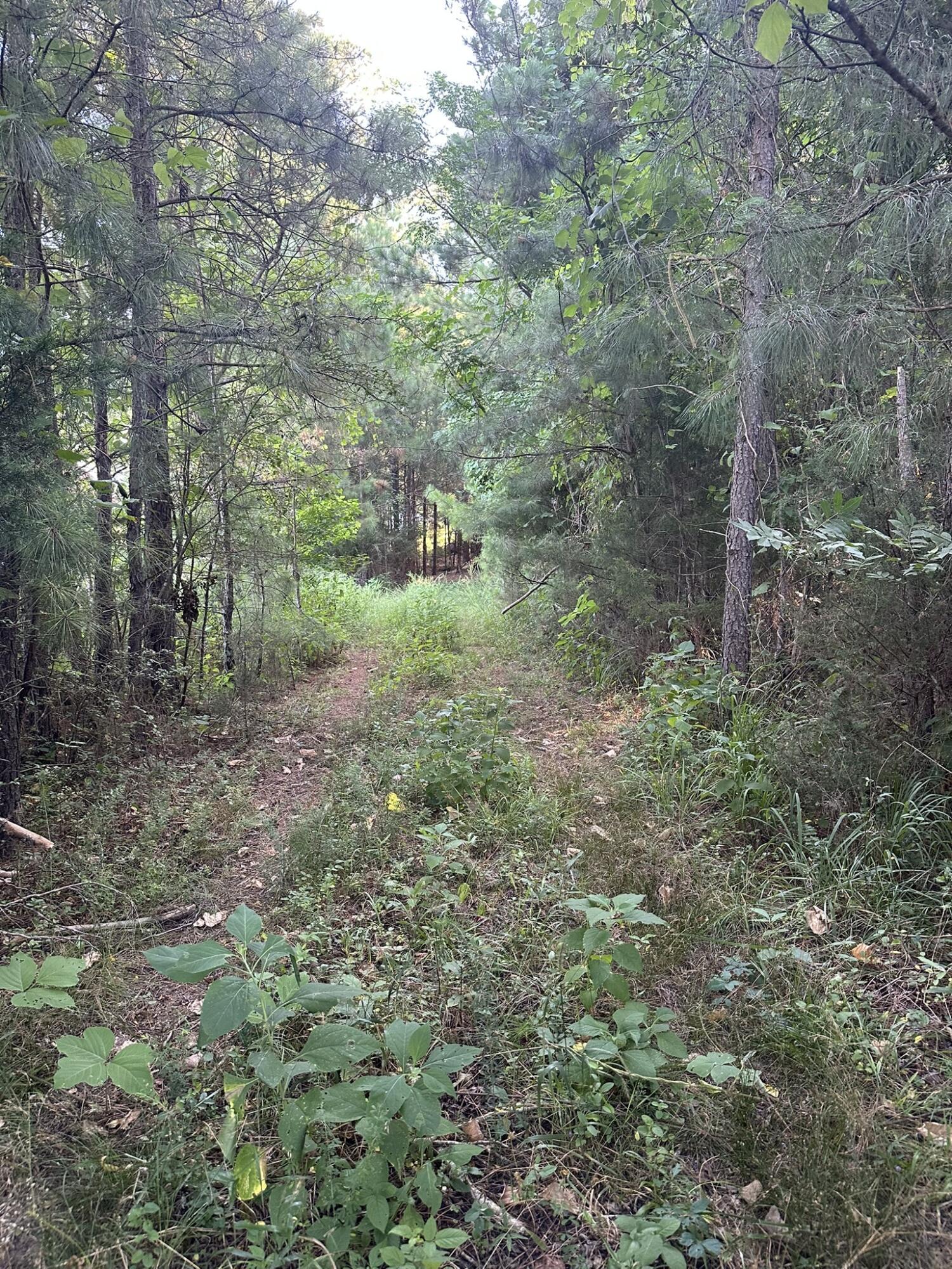 Image 4: IMG_0551