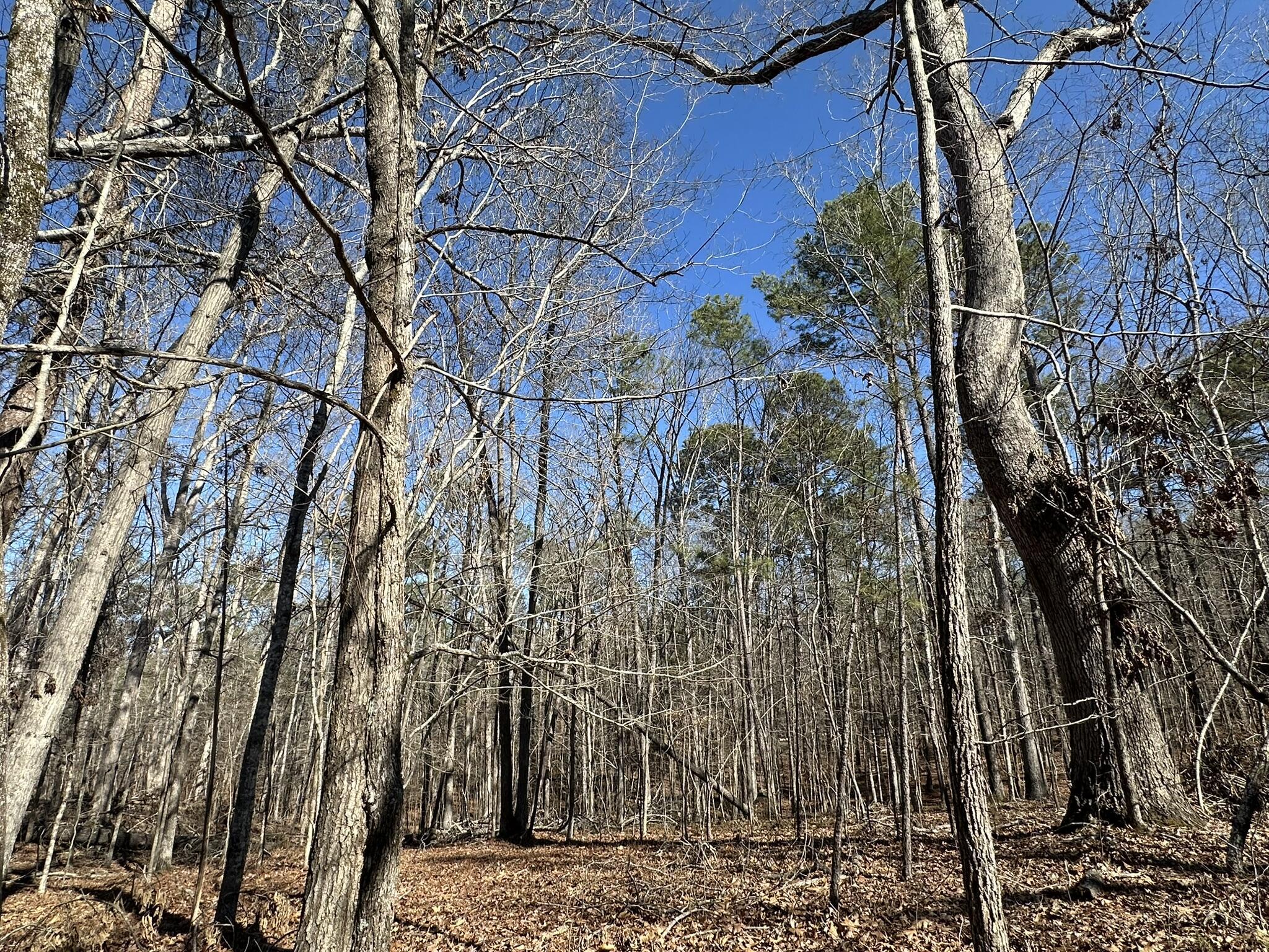 Image 3: IMG_1558