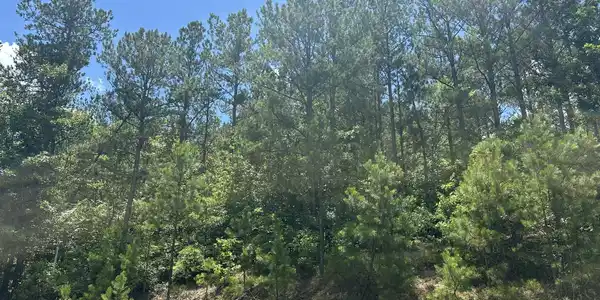 Lot 27 Honeysuckle Trail