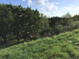 100 Quail