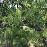 LOTS 176-180 E Pine Drive