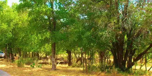 Birch 8 Lots Lane