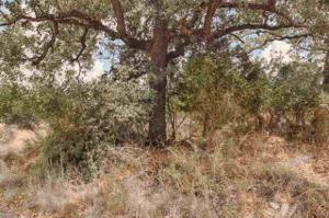 Lot 30 E Castleshoals Drive