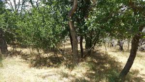 Lot570 Palm Street