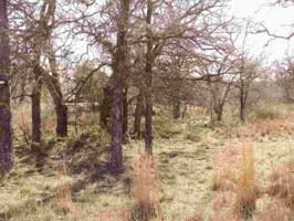 Lot 277 Oakleaf Drive
