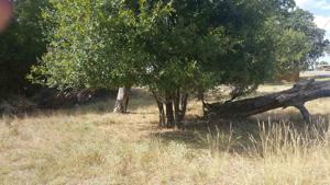 lot 459 N Phillips Ranch Road