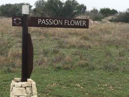 lot 33 Passion Flower