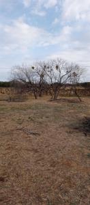 Lot W22064 Sun Ray