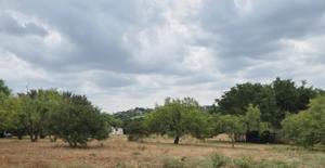 Lot 8064 Florentine
