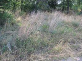 Lot 25 Green Forest Drive
