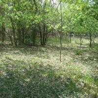 00 Laramie Trail