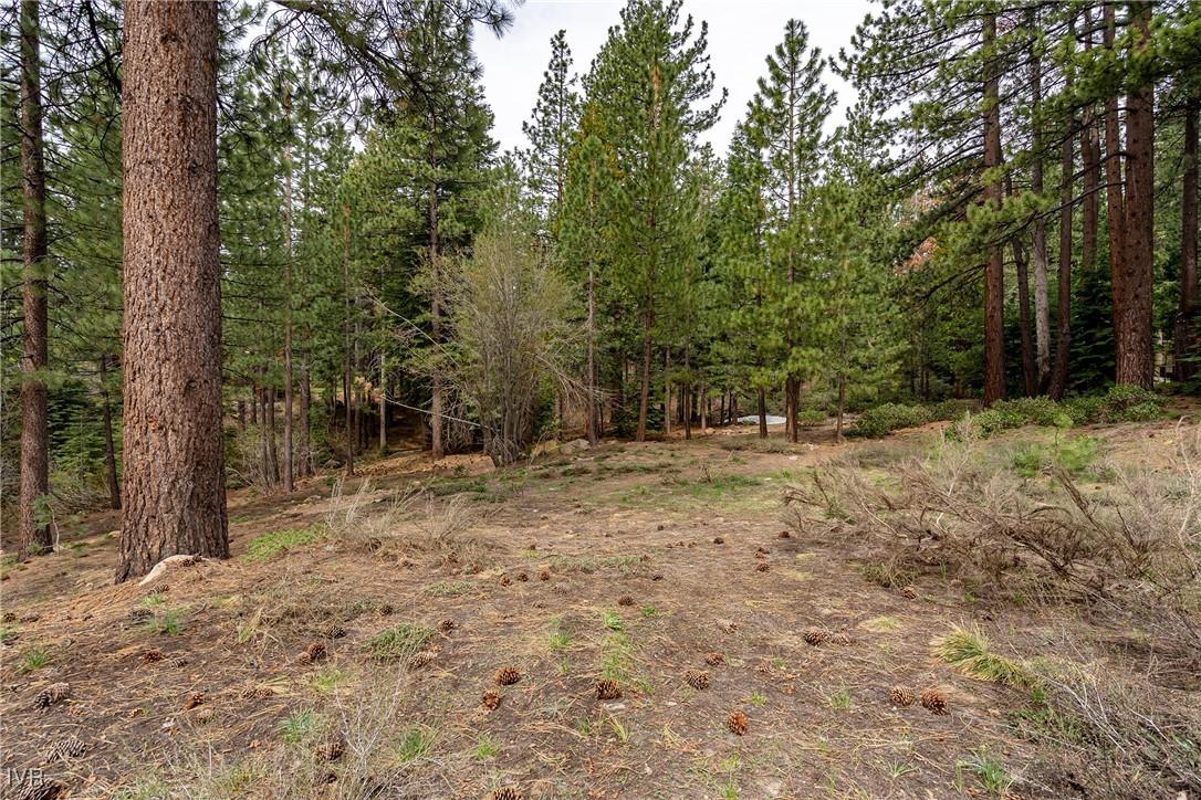 Image 2: Treed lot