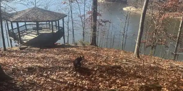 Image 2: This is behind this unit on the walking trail, Gazebo Image 2: This is behind this unit on the walking trail, Gazebo