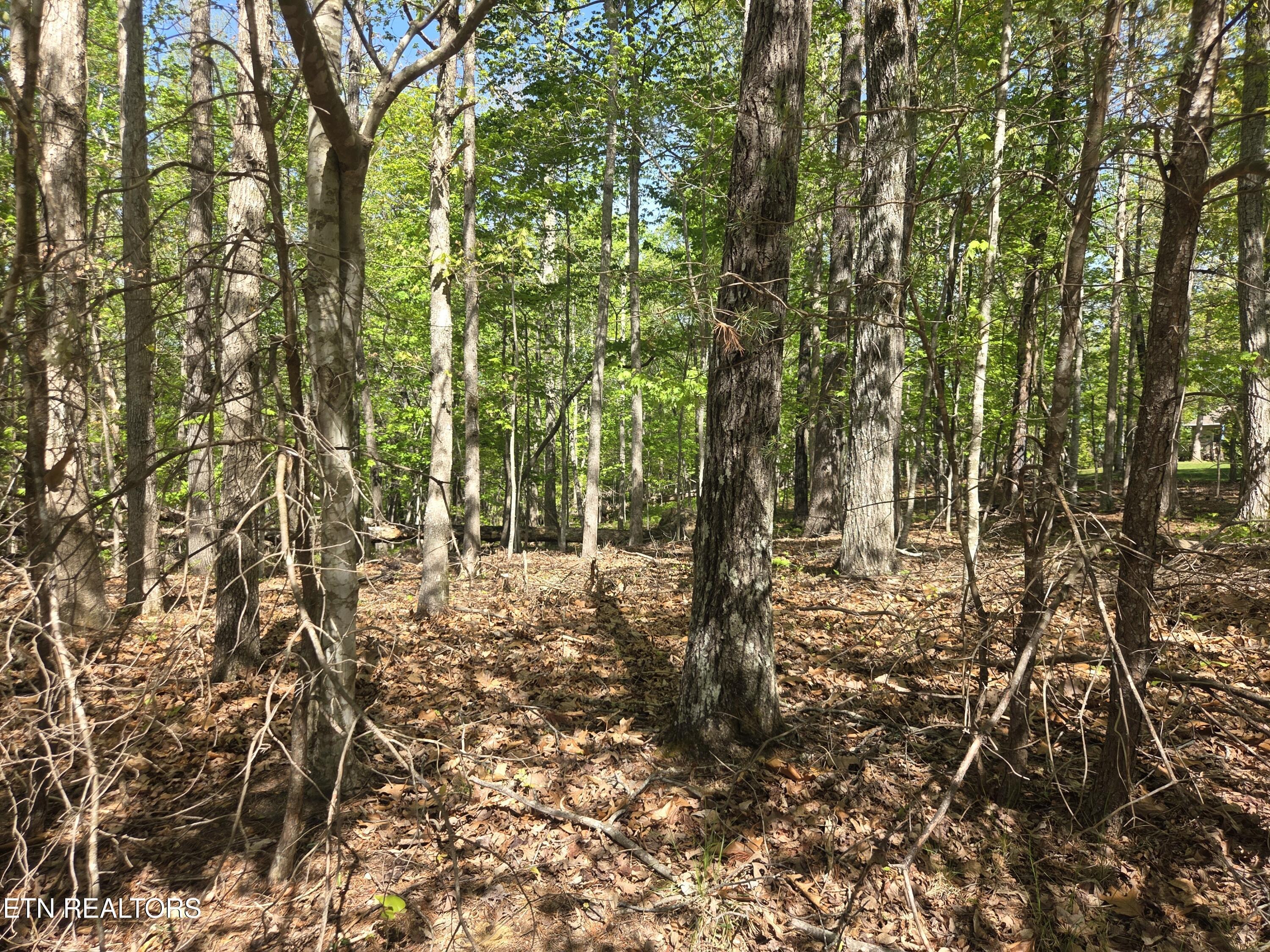Image 2: Wooded View