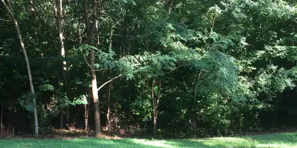 Lot 14 Forrest Ridge Drive