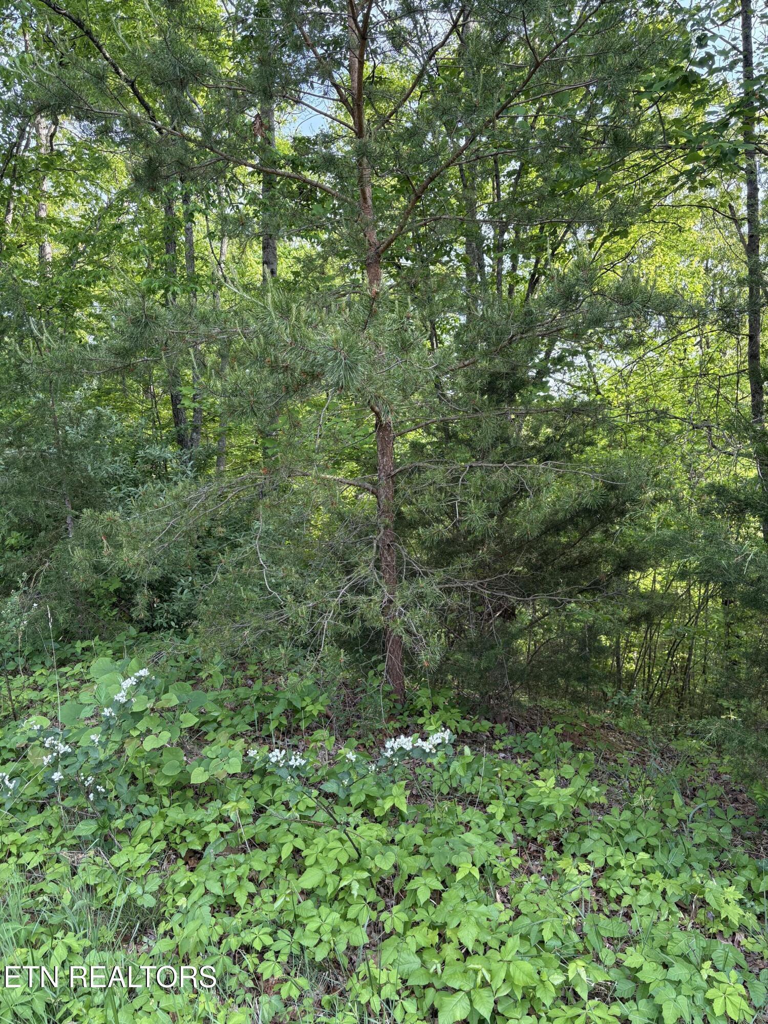 Image 2: IMG_8694