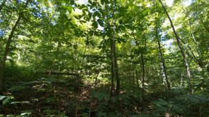 Tract 6 Old Highway 72  6