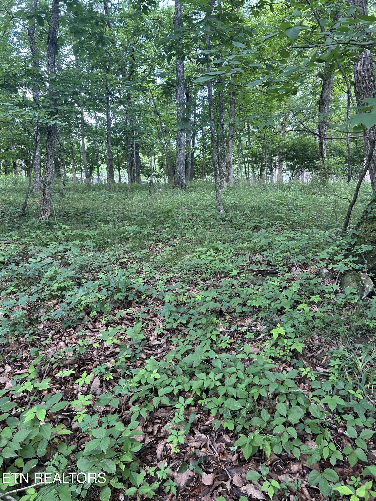 Image 4: IMG_8007